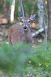 Click to see Y-JG-S1-70-200-9367-MOD.JPG