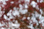 Click to see Y-JG-S1-70-200-9652-BOKEH-TEST.JPG