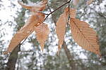 Click to see Y-JG-S1-SIGMA-24MM-0032.JPG