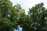 Click to see Y-50MMBETA-P1005718.JPG
