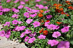Click to see Y-50MMBETA-P1005725.JPG