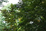 Click to see Y-50MMBETA-P1005727.JPG