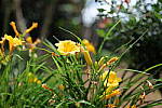 Click to see Y-50MMBETA-P1005733.JPG