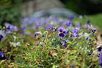 Click to see Y-50MMBETA-P1005741.JPG