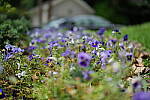 Click to see Y-50MMBETA-P1005742.JPG