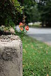 Click to see Y-50MMBETA-P1005743.JPG