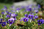 Click to see Y-50MMBETA-P1005750.JPG