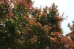 Click to see Y-50MMBETA-P1005753.JPG