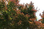 Click to see Y-50MMBETA-P1005754.JPG