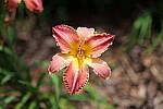 Click to see Y-50MMBETA-P1005755.JPG