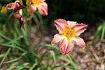 Click to see Y-50MMBETA-P1005759.JPG