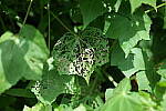 Click to see Y-50MMBETA-P1005763.JPG
