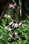 Click to see Y-50MMBETA-P1005766.JPG