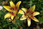 Click to see Y-50MMBETA-P1005769.JPG