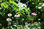 Click to see Y-50MMBETA-P1005773.JPG