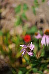 Click to see Y-50MMBETA-P1005777.JPG