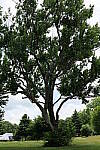 Click to see Y-50MMBETA-P1005814.JPG