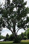 Click to see Y-50MMBETA-P1005815.JPG