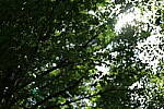 Click to see Y-50MMBETA-P1005826.JPG