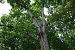 Click to see Y-50MMBETA-P1005869.JPG