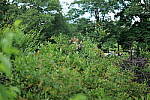 Click to see Y-50MMBETA-P1005872.JPG