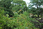 Click to see Y-50MMBETA-P1005873.JPG