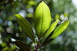 Click to see Y-50MMBETA-P1005882.JPG