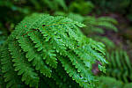 Click to see Y-JG-PAN-S1R-18MM-6806-MOD.JPG