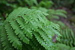 Click to see Y-JG-PAN-S1R-18MM-6806.JPG
