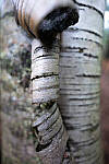 Click to see Y-JG-PAN-S1R-18MM-6823-MOD.JPG