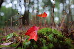 Click to see Y-JG-PAN-S1R-18MM-6834.JPG