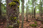 Click to see Y-JG-PAN-S1R-18MM-6838-MOD.JPG