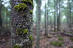Click to see Y-JG-PAN-S1R-18MM-6838.JPG