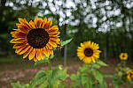 Click to see Y-JG-PAN-S1R-18MM-6846-MOD.JPG