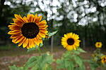 Click to see Y-JG-PAN-S1R-18MM-6846.JPG