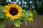 Click to see Y-JG-PAN-S1R-18MM-6859-MOD.JPG
