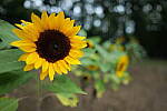 Click to see Y-JG-PAN-S1R-18MM-6859.JPG
