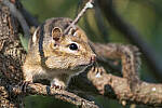 Click to see Y-JG-S1R-2950-MOD.JPG