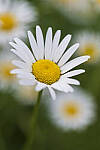 Click to see Y-JG-S1R-3098-MOD.JPG