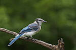 Click to see Y-JG-S1R-3246-MOD.JPG