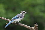 Click to see Y-JG-S1R-3246.JPG