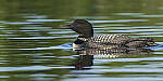 Click to see Y-JG-S1R-3335-MOD.JPG