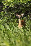 Click to see Y-JG-S1R-3779-MOD.JPG