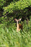 Click to see Y-JG-S1R-3779.JPG