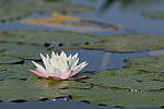 Click to see Y-JG-S1R-3794.JPG