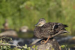 Click to see Y-JG-S1R-3982-MOD.JPG