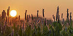 Click to see Y-JG-S1R-4255-MOD.JPG