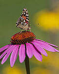 Click to see Y-JG-S1R-4632-MOD.JPG