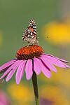 Click to see Y-JG-S1R-4632.JPG