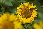 Click to see Y-JG-S1R-4878-MOD.JPG